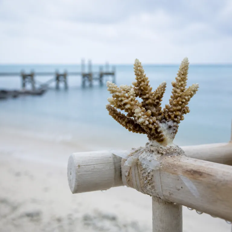 The coral nursery you can visit: how Roatan's reef restoration became the island's most compelling shore excursion