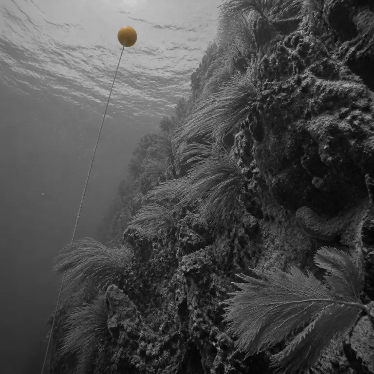 Guanaja in the quiet months: the dive island where the walls still belong to the current, not the crowds