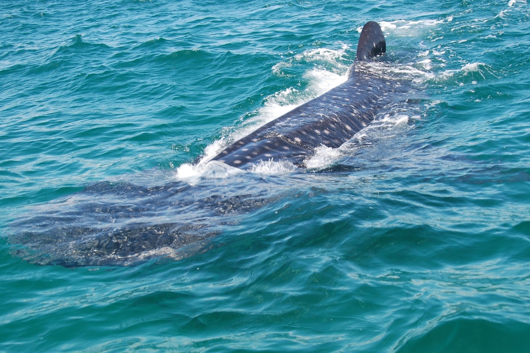 A whale shark swimming near the surface in the western Caribbean Sea